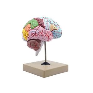 Human Brain Model