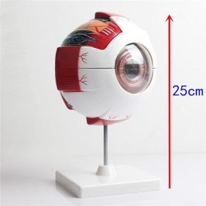 Human Eye Model